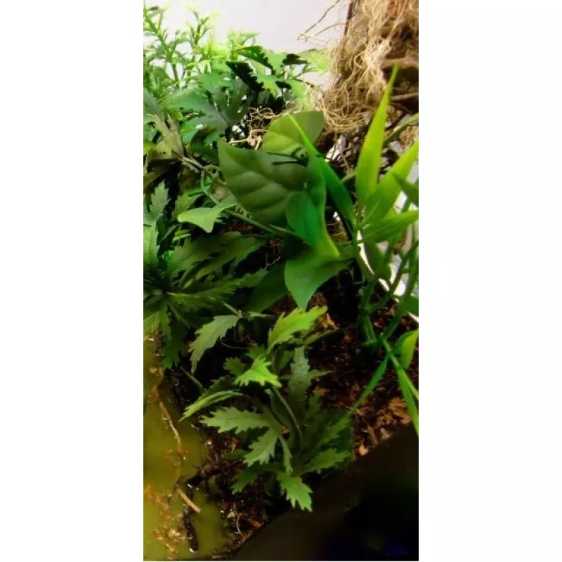 Jungle pack - Assorted jungle plants and grass - Large Diorama set