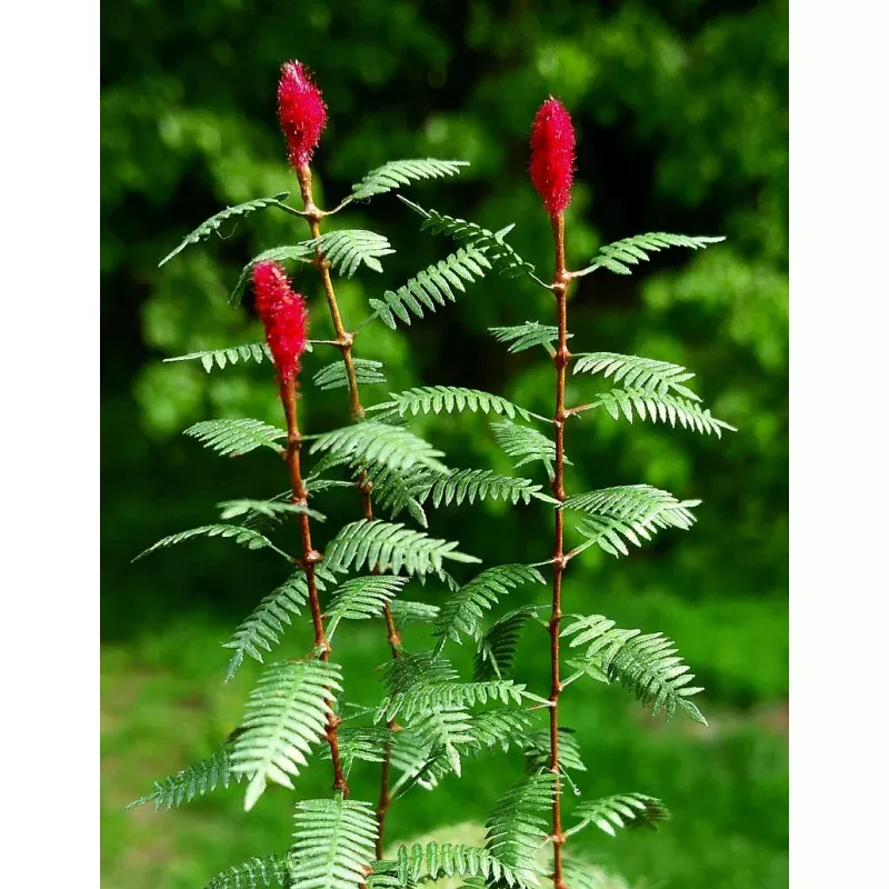 Model Scene - LOW VEGETATION 1:32 / 1:35 Sumac 1:35